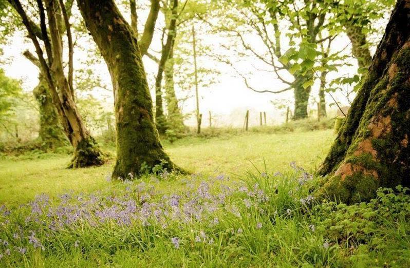 Gellifawr Woodland Retreat Hotell Pontfaen Exteriör bild